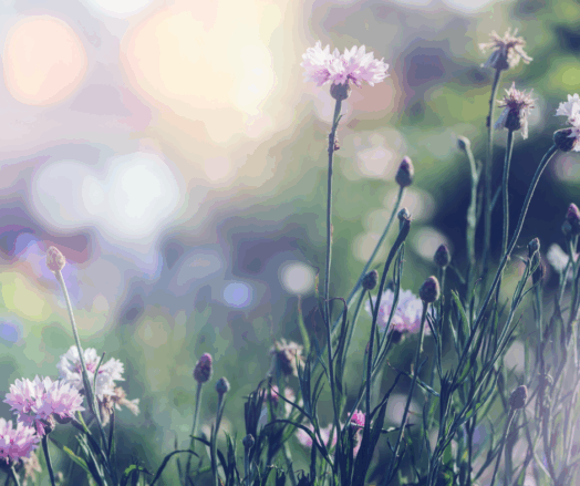 Blommor i en solbelyst äng med oskarp bakgrund.