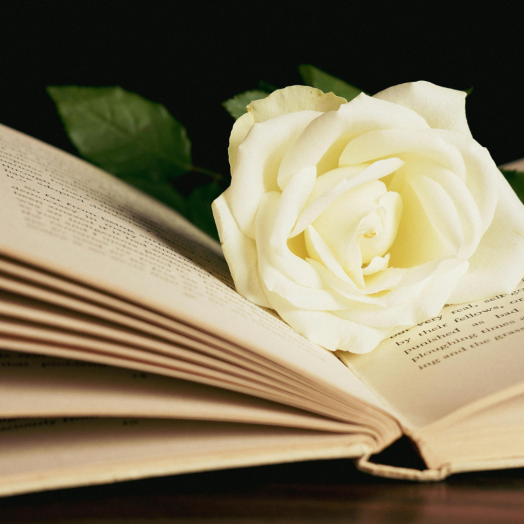 An open book with a white rose resting on its pages, set against a dark background.